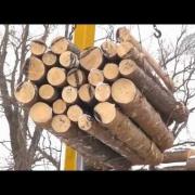 ООО ПФ "Санрайс" | Переработка древесины, экспорт